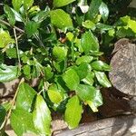 Lomatia dentata Hoja