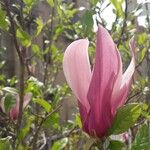 Magnolia liliiflora Blüte