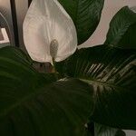 Spathiphyllum blandum ᱵᱟᱦᱟ
