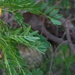 Vachellia farnesiana 葉