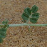 Indigofera argentea Feuille