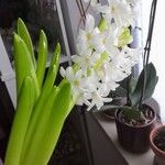 Hyacinthus orientalisHabitat