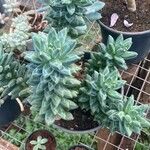 Pachyphytum compactum List