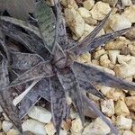 Gasteria obliqua Leaf