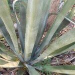 Agave asperrima кора