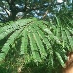 Albizia carbonaria Ліст