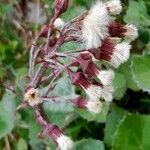 Petasites paradoxus Fruto