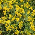 Genista lydia Habitatea