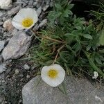 Ranunculus glacialis Hábitos