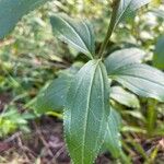Baccharis punctulata Leaf