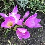 Colchicum speciosum Цветок