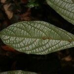 Cordia nodosa Blatt