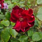 Rosa moyesii Blomst