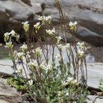 Arabis auriculata Habit