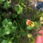 Scrophularia scorodonia Flower