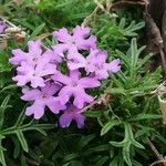 Verbena bipinnatifida फूल