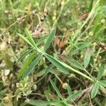 Trifolium purpureum Blad