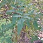 Jasminum grandiflorum Leaf