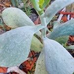 Cotyledon barbeyi Leaf