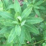 Euphorbia illirica Leaf