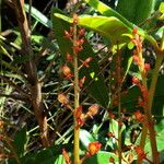 Soulamea trifoliata 花