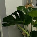 Monstera minima Blatt