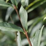 Ligustrum vulgareBlad