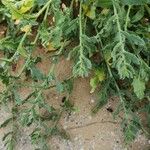 Gastrocotyle hispida अन्य