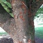 Zelkova serrata Φλοιός