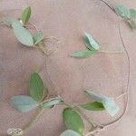 Rhynchosia usambarensis Hoja