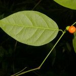 Heisteria scandens Φύλλο
