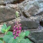 Teucrium hircanicum Flower