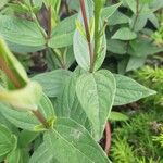 Spigelia marilandica Лист