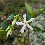 Trachelospermum jasminoides Çiçek