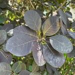 Cotinus coggygria Leaf