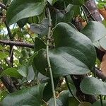 Smilax rotundifolia Leaf