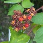 Rubus phoenicolasius Frucht