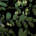 Breynia retusa Flower
