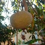 Annona reticulata Φρούτο