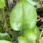 Mesembryanthemum cordifoliumBlad