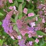 Hydrangea aspera Flower