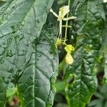 Clerodendrum indicum Flor