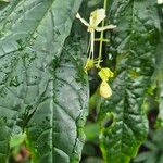 Clerodendrum indicum Blomst