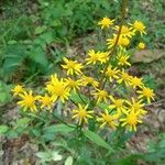 Senecio ampullaceus Flower