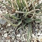 Aloe albiflora Escorça