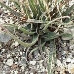 Aloe albiflora Кора