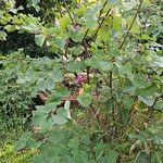 Cercis chinensis Habit