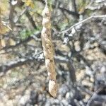 Prosopis velutina Fruto