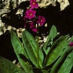 Primula parryi Habitus