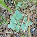 Physalis mollis Blad